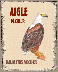 Aigle p&ecirc;cheur
