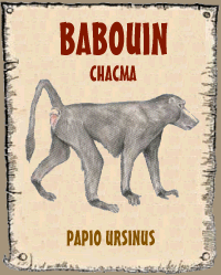 Babouin chacma