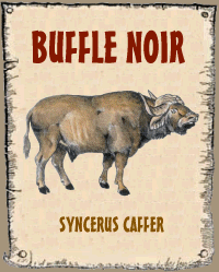 Buffle noir
