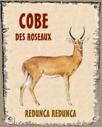 Cobe des roseaux