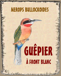 Gu&ecirc;pier &agrave; front blanc