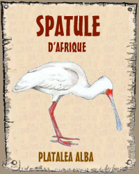 Spatule d'Afrique