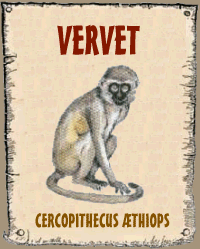 Vervet ou grivet