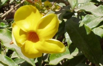 Fleur des Andes