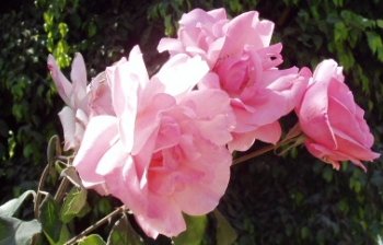 Fleur des Andes