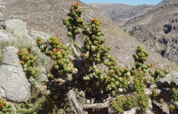 Cactus des Andes