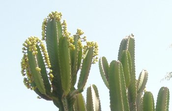 Cactus des Andes