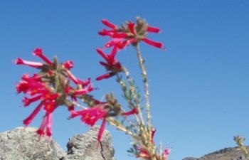 Fleur des Andes