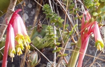 Fleur des Andes