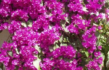 Bougainvill�es de Nazca
