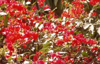 Bougainvill�es de Nazca