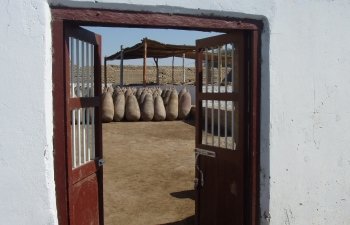 Pisco