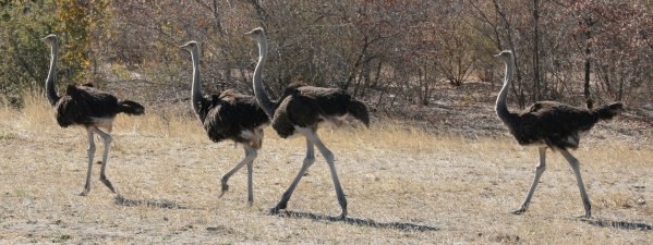 Autruches du Botswana
