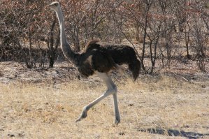 Autruches du Botswana