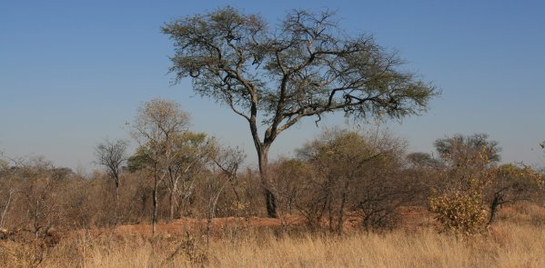 D&eacute;sert du Kalahari