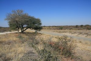 D&eacute;sert du Kalahari