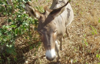 Animaux domestiques