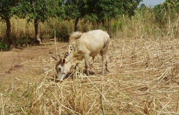 Animaux domestiques