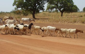 Animaux domestiques