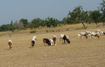 Animaux domestiques