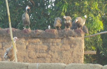 Animaux domestiques
