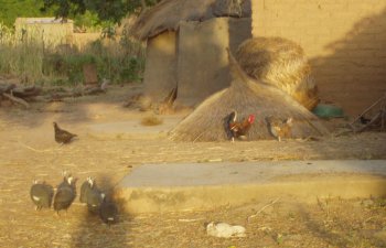Animaux domestiques