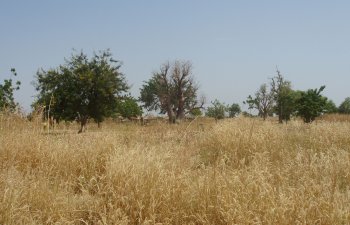 Baobab