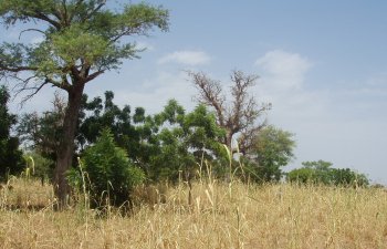 Baobab