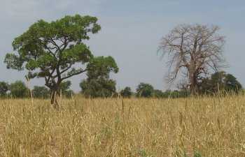 Baobab