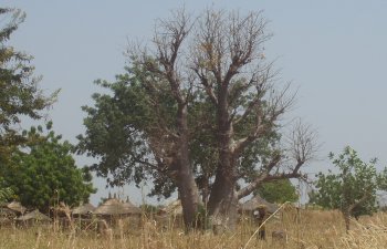 Baobab