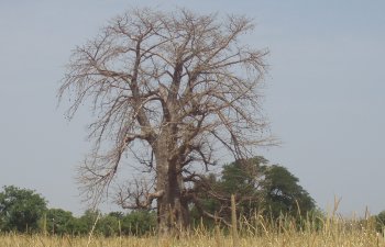 Baobab