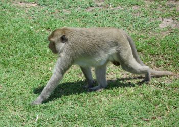 Macaques du Phra Prang Sam Yod