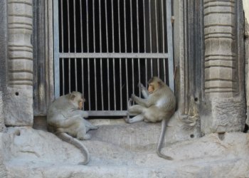 Macaques du Phra Prang Sam Yod