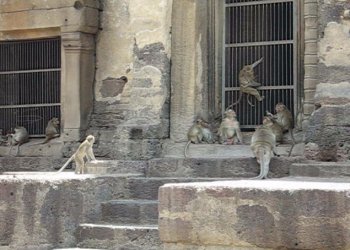 Macaques du Phra Prang Sam Yod