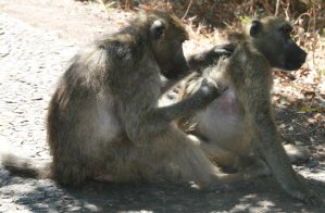 Babouins du Zimbabwe