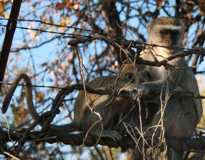 Vervets du Zimbabwe