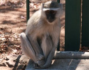 Vervets du Zimbabwe