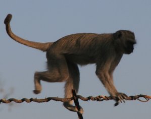 Vervets du Zimbabwe