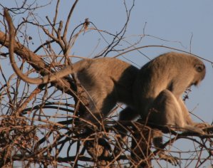 Vervets du Zimbabwe