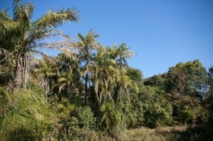 Jungle aux Chutes Victoria