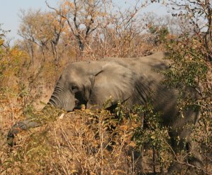 El&eacute;phant du Zimbabwe