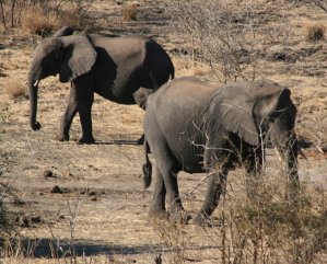 El&eacute;phant du Zimbabwe