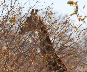 Girafe du Zimbabwe