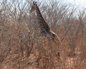 Girafe du Zimbabwe