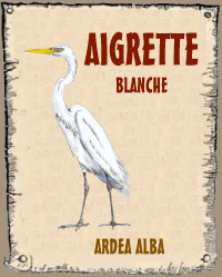 Aigrette blanche