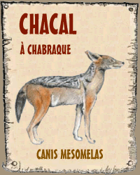 Chacal &agrave; chabraque