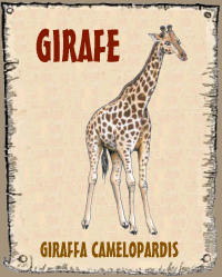 Girafe