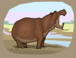 Hippopotame