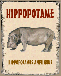 Hippopotame