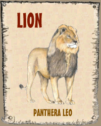 Lion